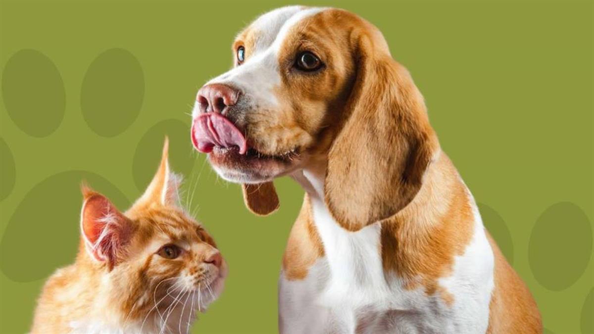 Una jornada dedicada a la protección animal y su bienestar